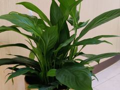 -团圆口腔·种植中心(锦江院区)