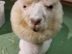 -藦茜花园宠物主题亲子互动体验馆(国顺东路店)