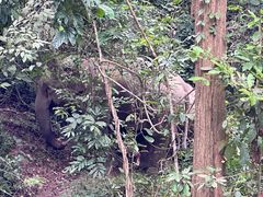 -野象谷景区