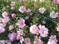 -南宁花花大世界景区