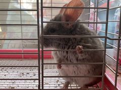 -瑞派·关忠动物医院·异宠专科·犬猫肿瘤·皮肤专科(望京店)