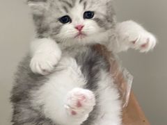 -lincat·猫舍(广州店)