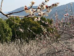 -香雪海
