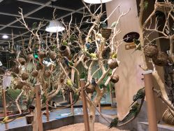 -七巧国萌宠乐园(龙湖天街店)