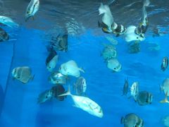 -北戴河圣蓝海洋公园