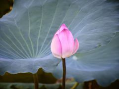 -荔湾湖公园