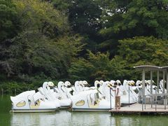 -井之头恩赐公园