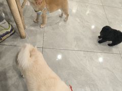 -柴犬小屋·柴餐厅·狗咖食堂(金鼎广场店)