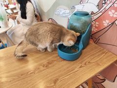 -Let's go狗咖·猫咖·奶狗·桌游(春熙路IFS店)