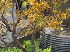 -农乐园炭火烤肉(繁花中心店)