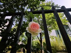 -杭州观成实验学校