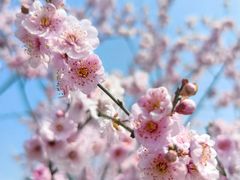 -花开海上生态园