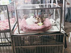 -中环花鸟鱼虫市场