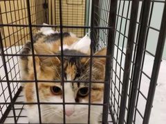 -中农大我爱我爱动物医院·核磁CT·猫病·24小时夜诊中心(石佛营店)