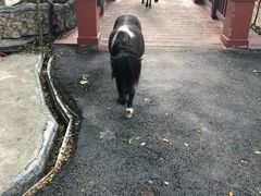 -清迈夜间动物园