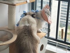 -米苏动物医院·犬猫专科·骨科外科内窥镜