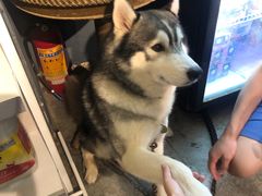 -more than meow吴止猫主题餐厅(承德 中船汇店)