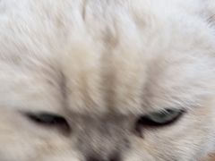 -共舞时光猫咖·狗咖(新街口店)