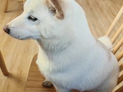 -柴の食堂·日式家庭料理·熊之肆(大学路店)