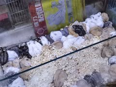 -双季花艺园艺市场(浦东店)