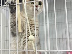 -暖阳宠物医院·犬猫康复中心·骨科