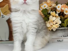 -小猫来了·猫舍(红山六九七九店)