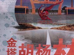 -金塔沙漠胡杨林景区