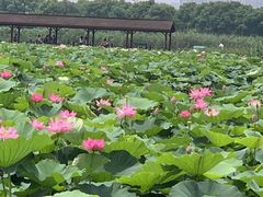 -荷塘月色湿地公园·向阳花洲