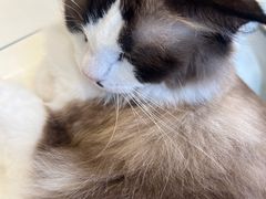 -怪兽屋·羊驼·猫咖·狗咖(俊华广场店)