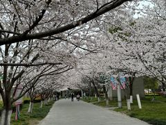 -高东镇樱花园