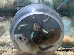 -青石桥花鸟鱼虫市场(叠翠城店)