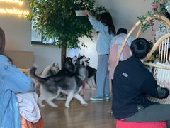 -Husky Go! 哈士奇体验馆·宠物咖啡厅狗咖