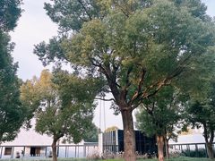 -养云安缦吧THE BAR