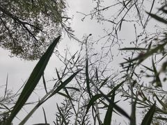 -漕湖湿地公园
