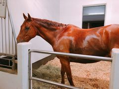 -香港赛马会双鱼河会所