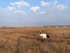 -盐城丹顶鹤湿地生态旅游区