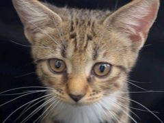 -心仪动物医院·牙专科·肿瘤·心脏科(西客站院)