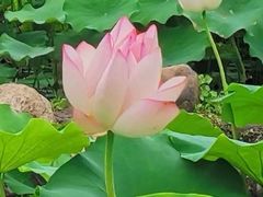 -厦门园林博览苑
