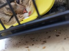 -伟伟宠物医院·瑞派猫友好医院·猫科(光谷店)