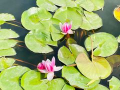 -莲花池公园