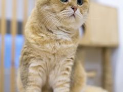 -柴迷FANS CLUB·柴犬狗咖·猫咖
