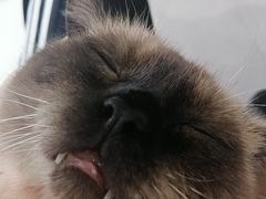 -Heymao猫咖.咖啡厅(东门店)