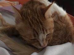 -伟伟宠物医院·瑞派猫友好医院·猫科(光谷店)