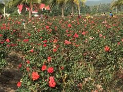 -亚龙湾国际玫瑰谷