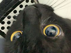 -达爱动物医院·犬猫分区·CT·复杂眼科(远洋山水分院)