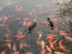 -西湖外事游船(花港观鱼码头)