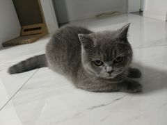 -颐辰舍岁岁羊(文昌万达景园店)