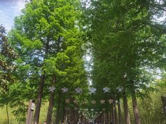 -黄海国家森林公园