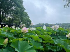 -新洲生态园