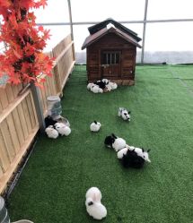 -萌宠亲子动物乐园(槐房万达店)